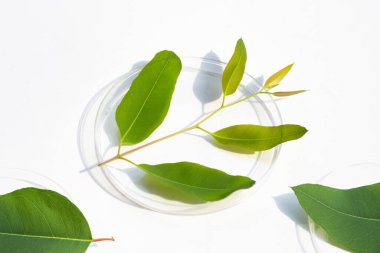 Beyaz arka planda petri kabında taze okaliptüs yaprakları.