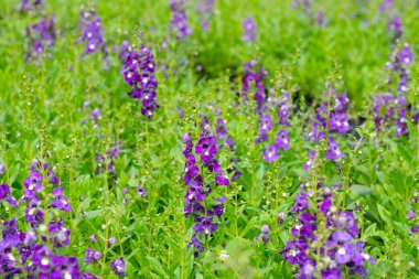 Beautiful angelonia goyazensis benth in the park