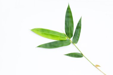 Beyaz arkaplanda bambu yaprakları.