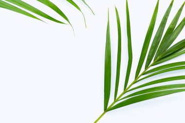 Beyaz arkaplanda yeşil palmiye yaprakları.