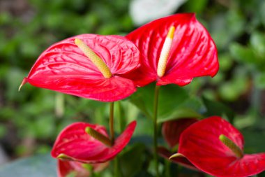 Flamingo Çiçeği ya da At Kuyruğu Andoryumu