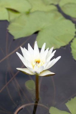 Beautiful blooming Nymphaea lotus flower with leaves, Water lily pot