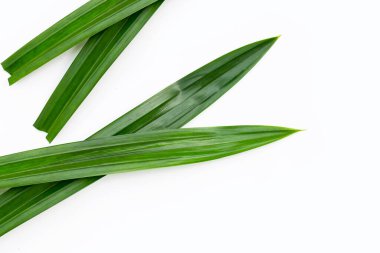 taze pandan beyaz zemin üzerine bırakır..