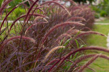 Fountain grass or pennisetum alopecuroides