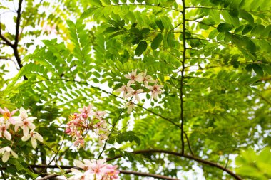 Rainbow shower tree with flower