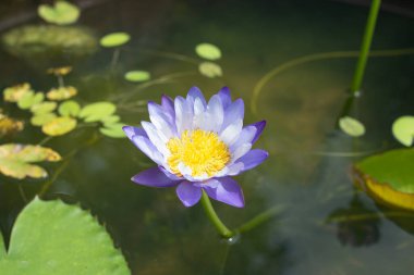 Beautiful blooming Nymphaea lotus flower with leaves, Water lily pot