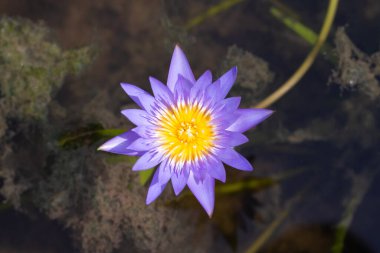 Beautiful blooming Nymphaea lotus flower with leaves, Water lily pot