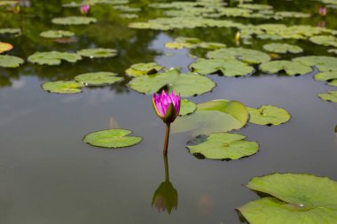 Nymphaea lotus flower with leaves, Beautiful blooming water lily