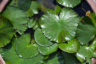 Beautiful blooming lotus flower with leaves, Waterlily pond