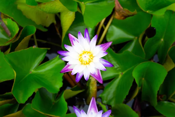 Красива Квітуча Квітка Лотоса Nymphaea Листям Водяна Лілія Горщик — стокове фото