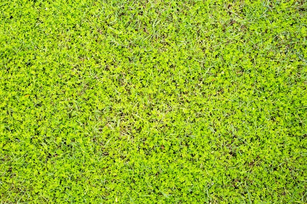 Fresh Lawn Grass Beautiful Green Garden — Stock Photo, Image