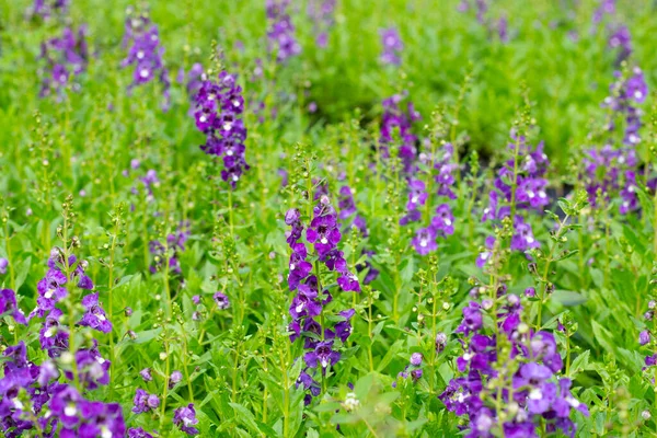 stock image Beautiful angelonia goyazensis benth in the park