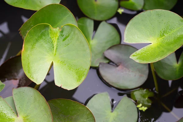Beautiful Blooming Lotus Flower Leaves Waterlily Pond — Stock Photo, Image