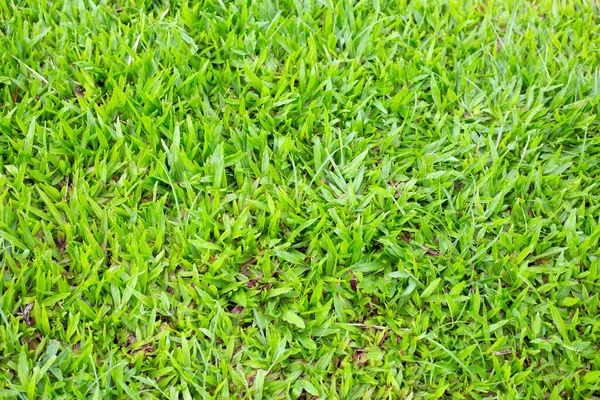 Fresh Lawn Grass Beautiful Green Garden — Stockfoto