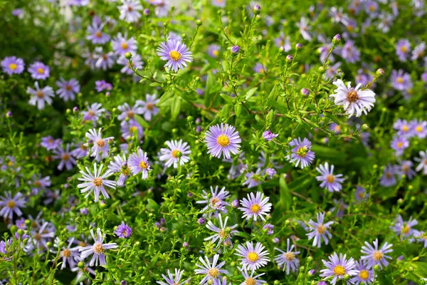 Красиві Фіолетові Квіти Symphyotrichum Dumosum — стокове фото