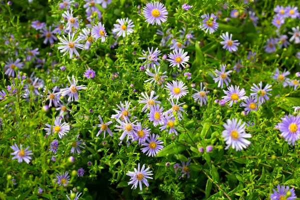 stock image Beautiful violet flowers of Symphyotrichum dumosum