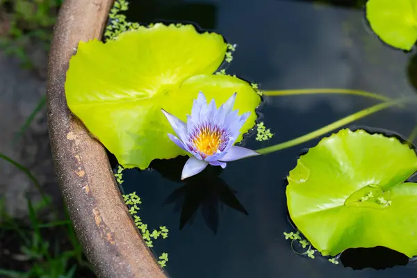 Beautiful Blooming Nymphaea Lotus Flower Leaves Water Lily Pot — Photo