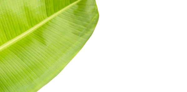 Banana Leaf Fresh Green Background — Stock Photo, Image