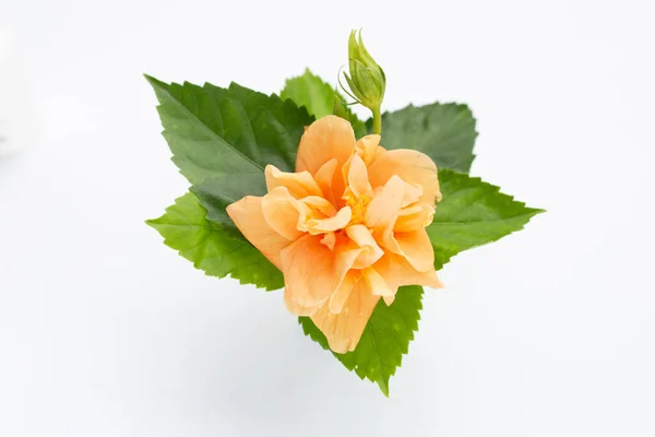 Yeşil Yapraklı Turuncu Amber Çiçeği — Stok fotoğraf