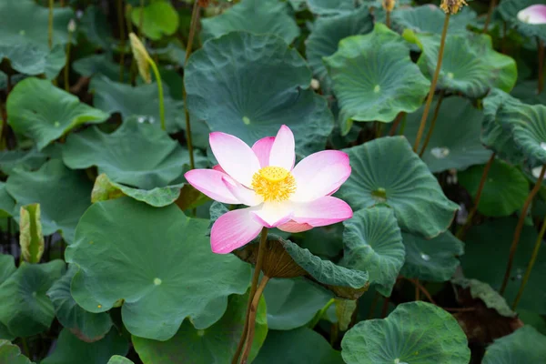 Pink Lotus Flower Blooming Pond Green Leaves — Stock fotografie