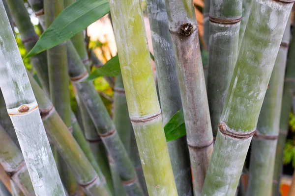 Bambuspflanze Garten — Stockfoto
