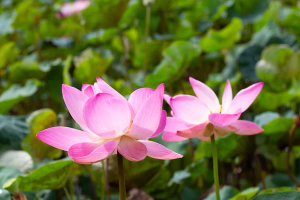 Розовый Цветок Лотоса Цветет Пруду Зелеными Листьями — стоковое фото