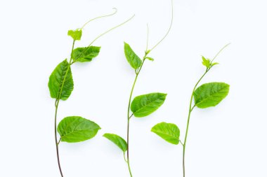 Beyaz arka planda tutkulu meyve yaprakları.