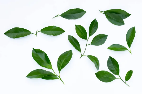 stock image Citrus leaves on a white background.