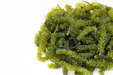 Geniş arkaplan üzerinde deniz üzümü yosunu.