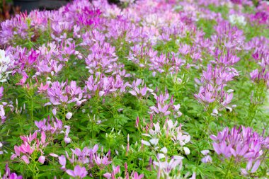 Cleome parkta spinosa