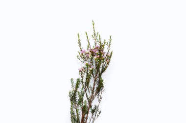 Pink white waxflower on white background.