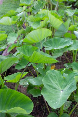 Taro bahçesi, taro ekimi.