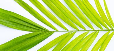 Beyaz arkaplanda yeşil palmiye yaprakları.