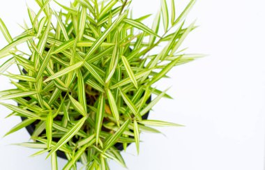 Beyaz arka planda yeşil sarı bitki. Thyrsostachys Siamensis Gamble veya Cat bamboo 'nun üst görünümü