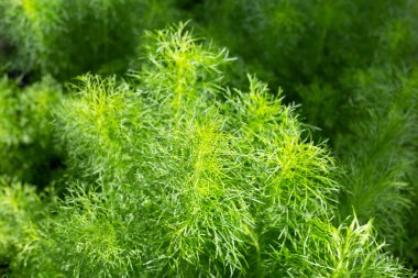 Dog fennel (Eupatorium capillifolium) in the garden