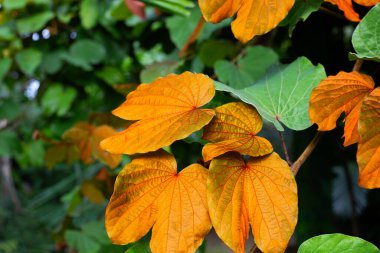 Bauhinia aureifolia veya altın yapraklı bauhinia