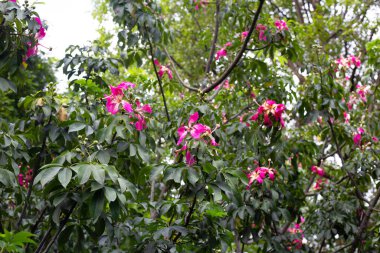 Blossom pink flower of silk floss tree chorisia