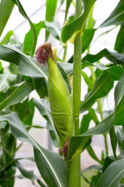 Young corn fruits on the corn field