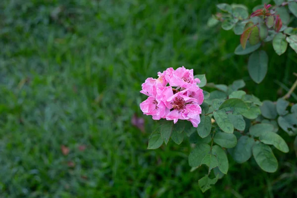 Rose Fleur Dans Jardin — Photo