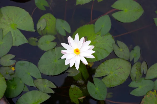 Beautiful Blooming Nymphaea Lotus Flower Leaves Water Lily Pot — Stok fotoğraf