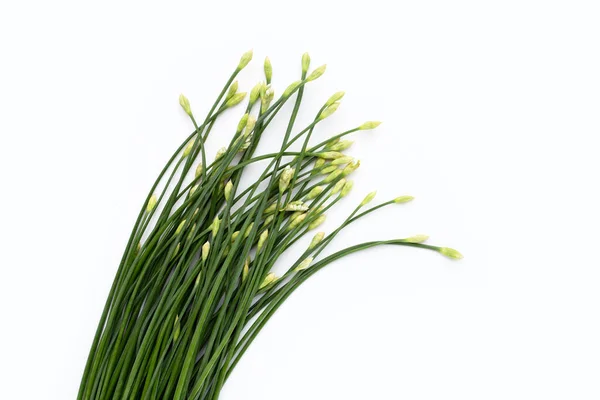 Fresh Chinese Chive Flower White Background — 스톡 사진