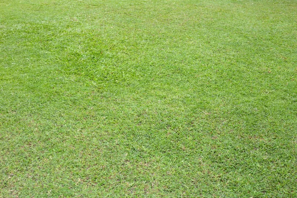 Fresh Lawn Grass Beautiful Green Garden — Zdjęcie stockowe