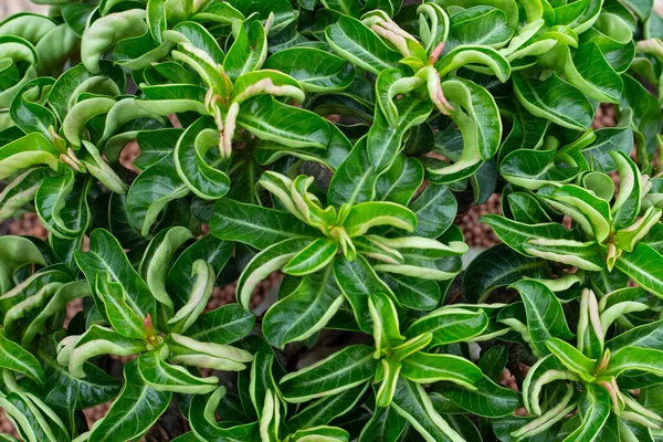 Adenium Obesum Plant — 스톡 사진