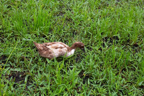 Free Range Duck Farm Natural Organic Duck — Stockfoto