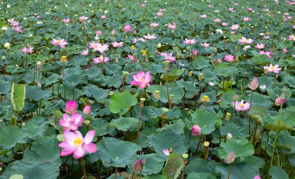 stock image Pink lotus flower blooming in pond with green leaves