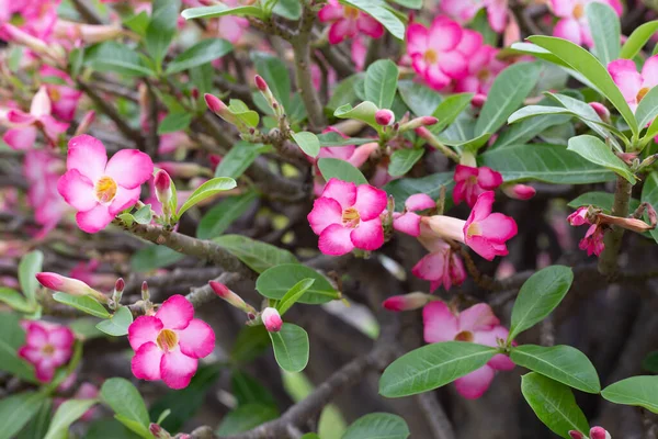 stock image Adenium obesum flowers. Green leaves