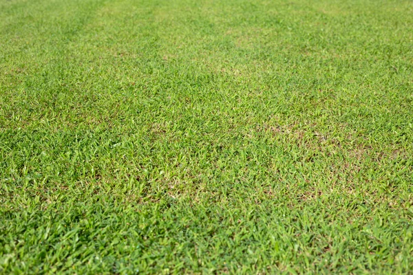 Fresh Lawn Grass Beautiful Green Garden — Stock fotografie