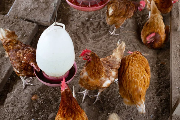 stock image Chickens or hens on traditional free range poultry farm