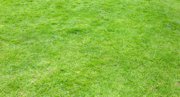 Fresh Lawn Grass Beautiful Green Garden — Stockfoto