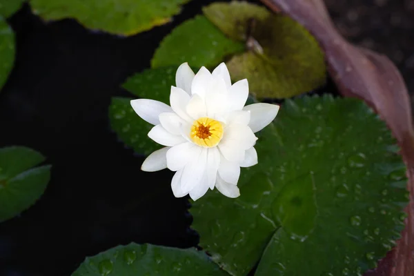 Beautiful Blooming Nymphaea Lotus Flower Leaves Water Lily Pot — Stock Photo, Image